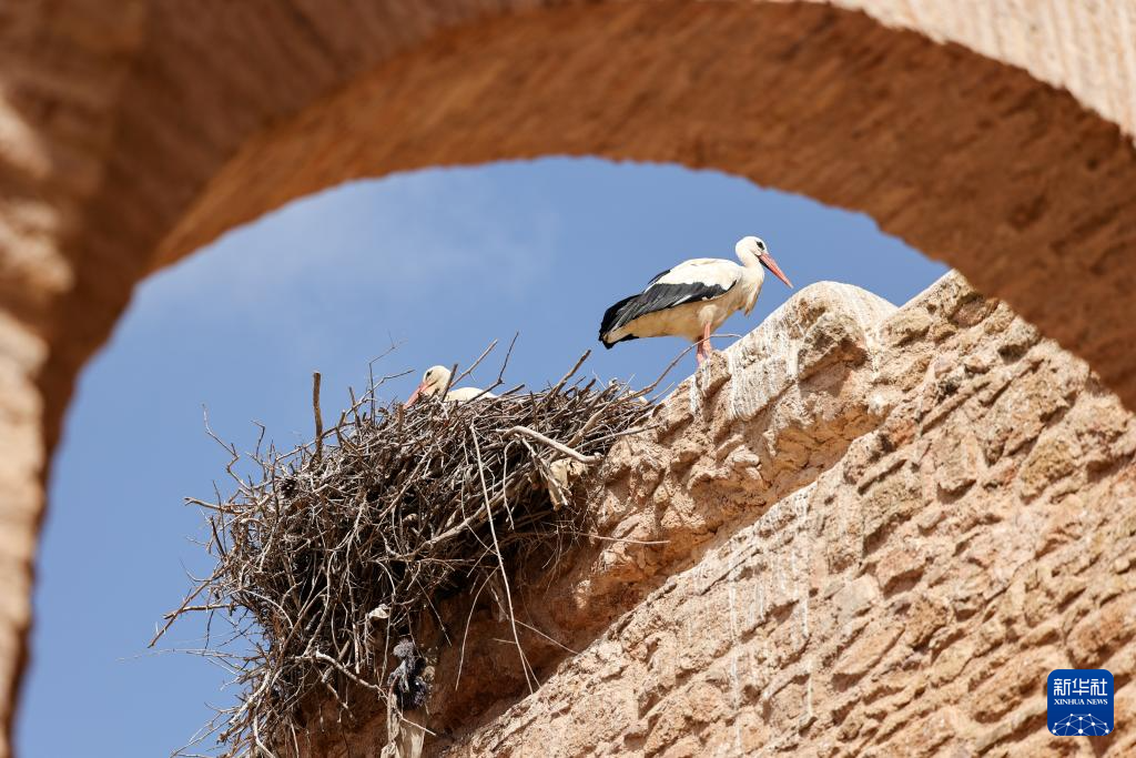 这是8月1日在摩洛哥首都拉巴特拍摄的栖居在舍拉考古遗址的鹳鸟。新华社记者 霍晶 摄