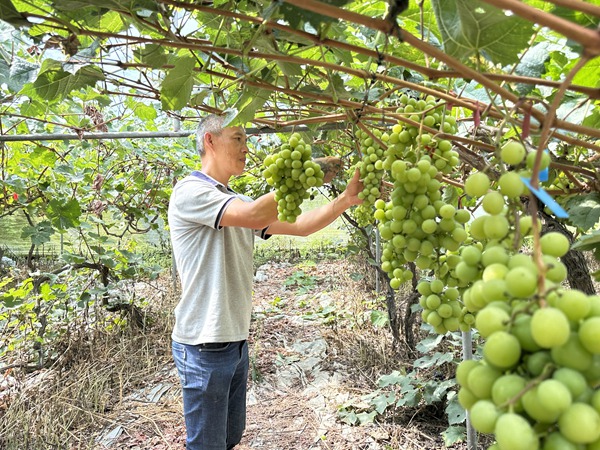 陈春林为葡萄修剪梳果。荚天宇摄